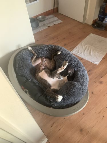 Customer photo review of Lit Apaisant Comfy® |  Pour Chien et Chat