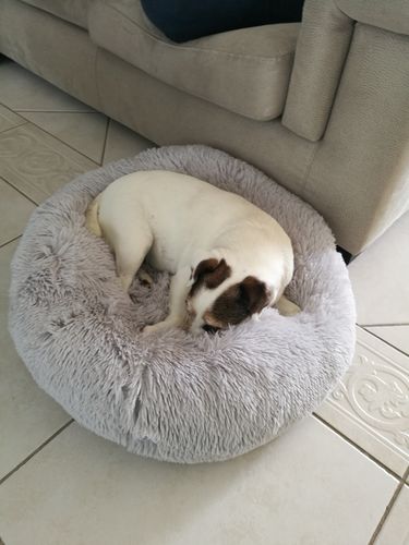 Customer photo review of Lit Apaisant Comfy® |  Pour Chien et Chat