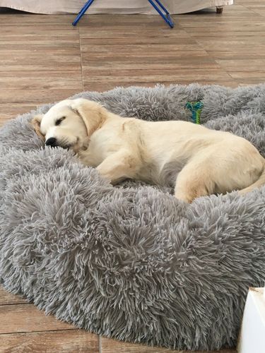 Customer photo review of Lit Apaisant Comfy® |  Pour Chien et Chat