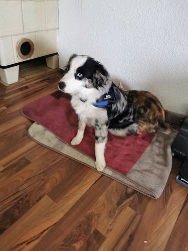 Customer photo review of Pfotenlove® - Personalisiertes Hundegeschirr