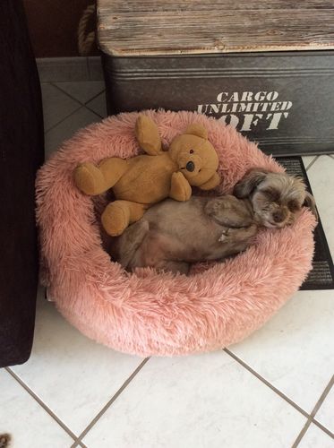Customer photo review of Lit Apaisant Comfy® |  Pour Chien et Chat