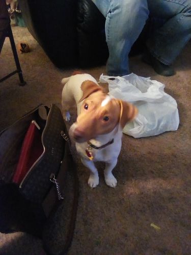 Customer photo review of Fur Mama Distressed Classic Hat