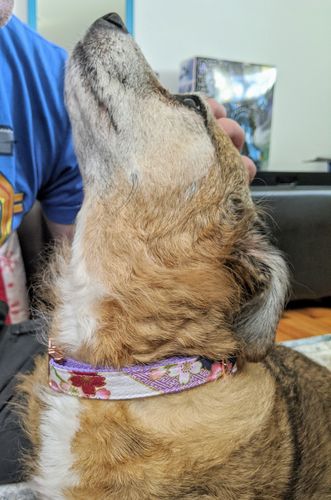 Customer photo review of Japanese Kimono purple dog collar/ personalized dog collar