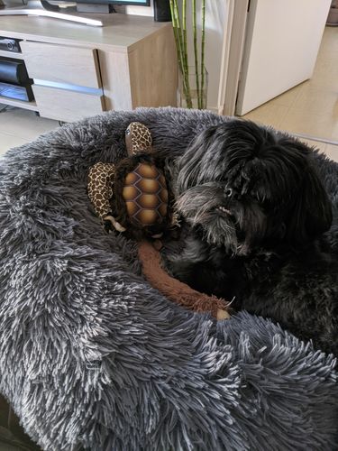 Customer photo review of Lit Apaisant Comfy® |  Pour Chien et Chat