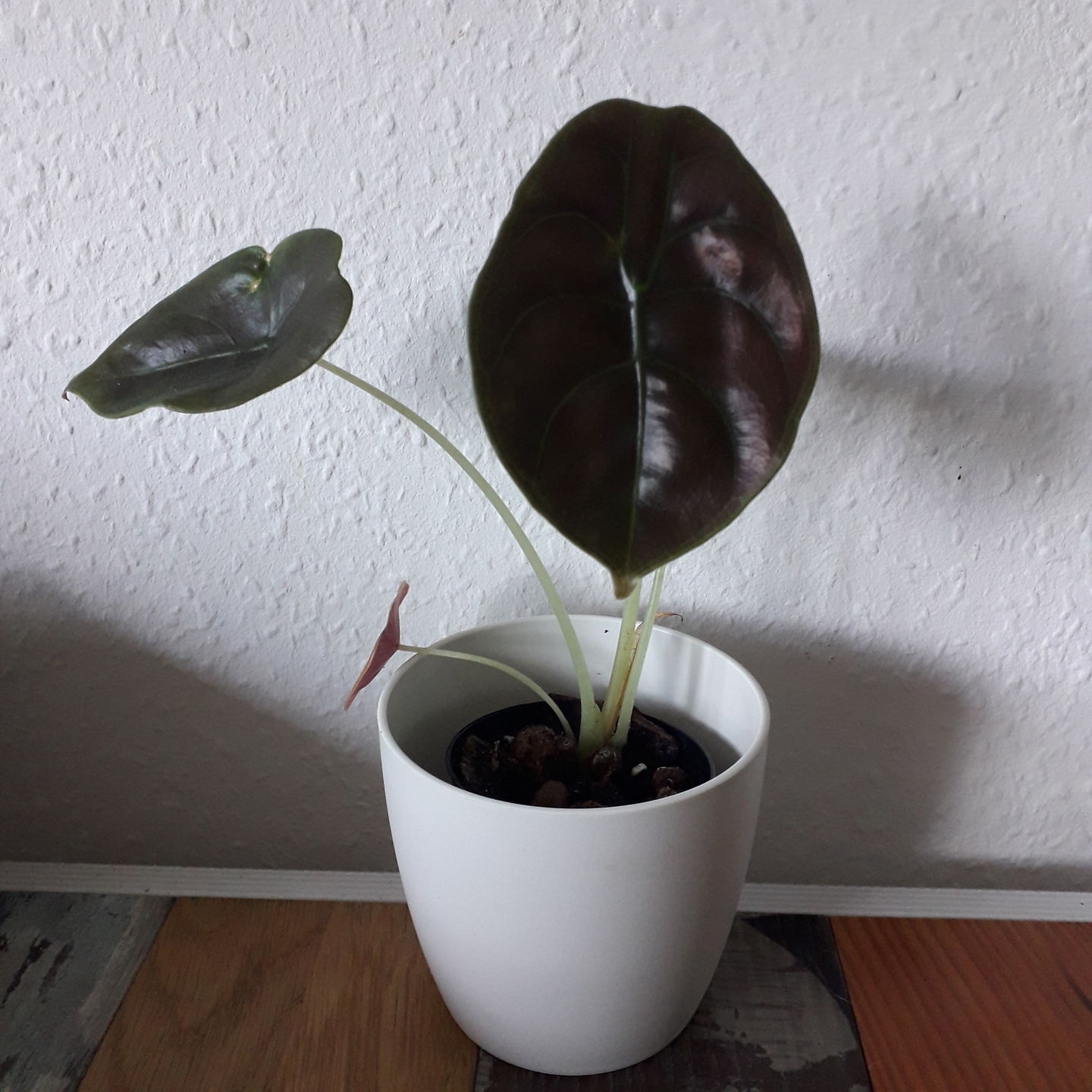 Customer photo review of ALOCASIA CUPREA RED SECRET