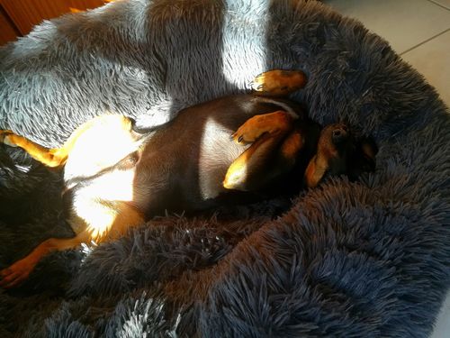 Customer photo review of Lit Apaisant Comfy® |  Pour Chien et Chat