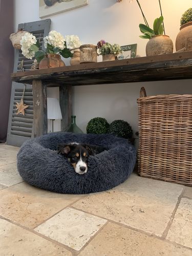 Customer photo review of Lit Apaisant Comfy® |  Pour Chien et Chat