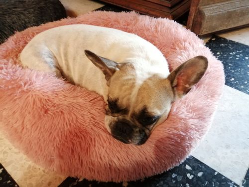 Customer photo review of Lit Apaisant Comfy® |  Pour Chien et Chat