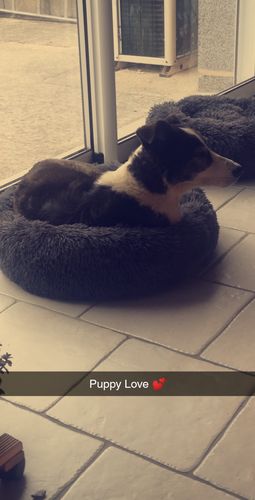 Customer photo review of Lit Apaisant Comfy® |  Pour Chien et Chat
