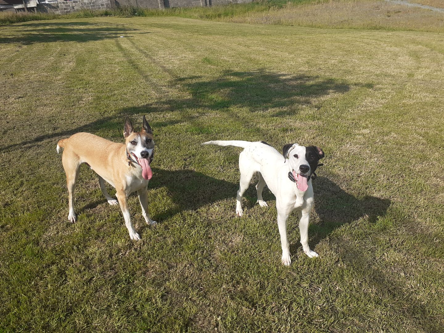 Customer photo review of Remote Training Collar System