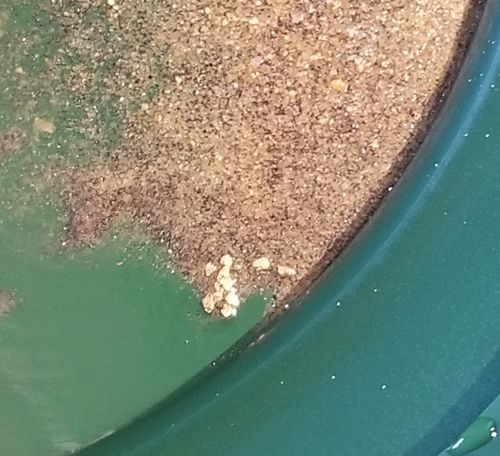 Customer photo review of *BOGO* Pioneer '2 OUNCE NUGGET HUNT' - Gold Panning Paydirt Concentrate
