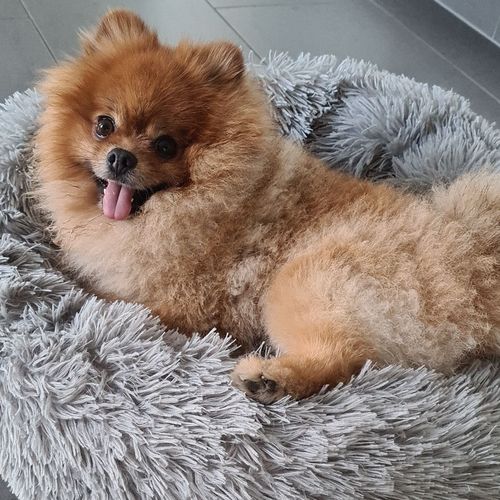 Customer photo review of Lit Apaisant Comfy® |  Pour Chien et Chat