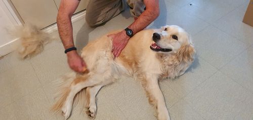 Customer photo review of Brosse Anti-Poils Chien, Chat, Cheval, Lapin | Original | Pilpoil®