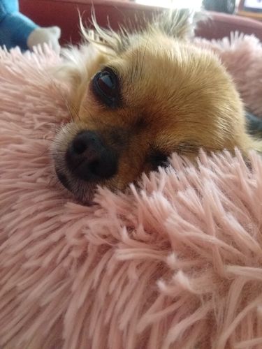 Customer photo review of Lit Apaisant Comfy® |  Pour Chien et Chat