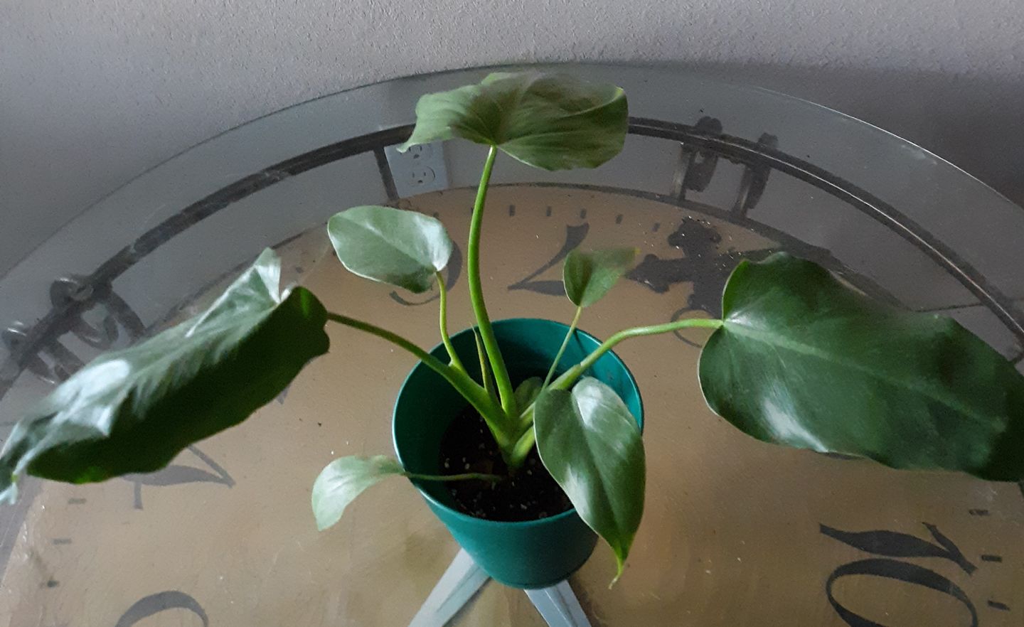 Customer photo review of 4" Philodendron Giganteum