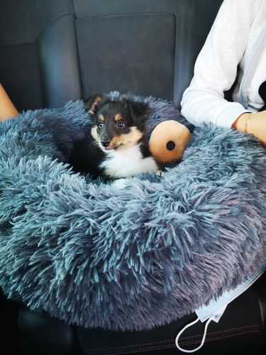 Customer photo review of Lit Apaisant Comfy® |  Pour Chien et Chat