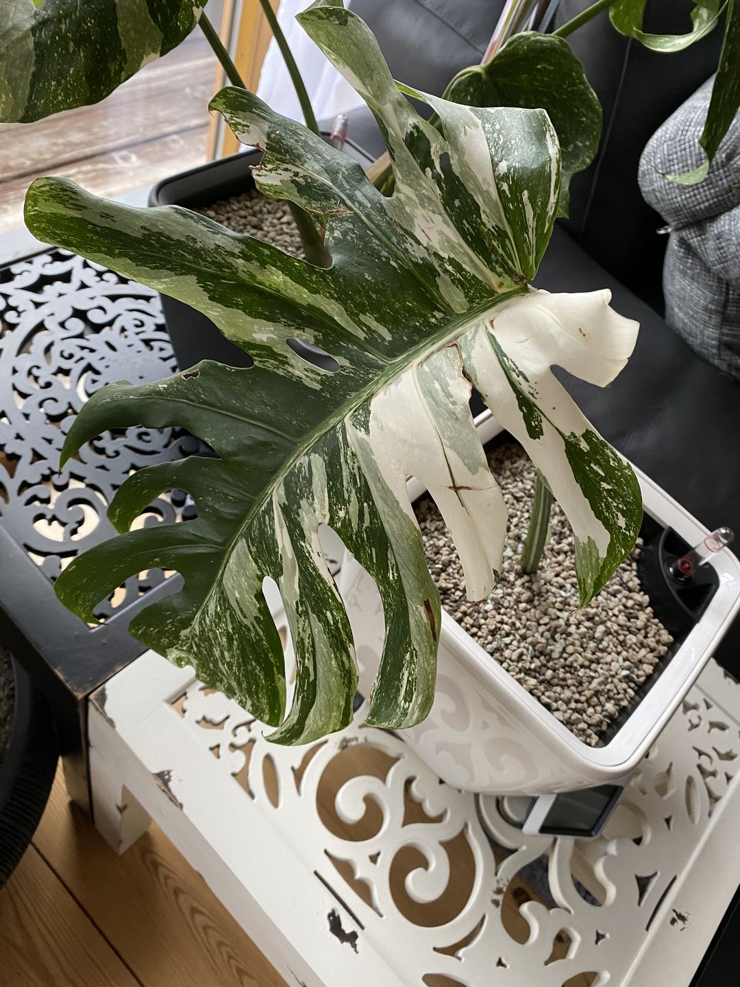 Customer photo review of MONSTERA BORSIGIANA VARIEGATA