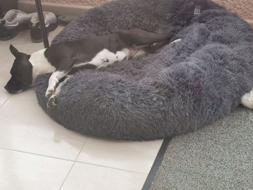 Customer photo review of Lit Apaisant Comfy® |  Pour Chien et Chat