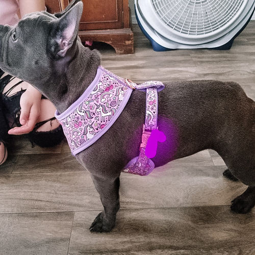 Customer photo review of Unicorn and hearts dog harness set