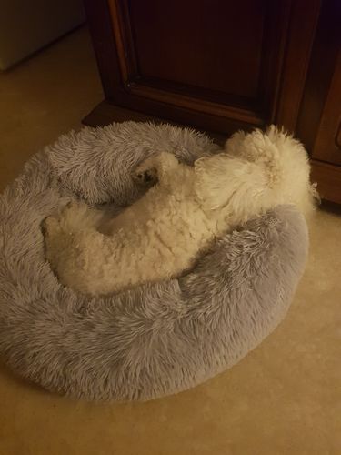 Customer photo review of Lit Apaisant Comfy® |  Pour Chien et Chat