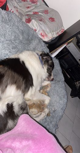 Customer photo review of Lit Apaisant Comfy® |  Pour Chien et Chat