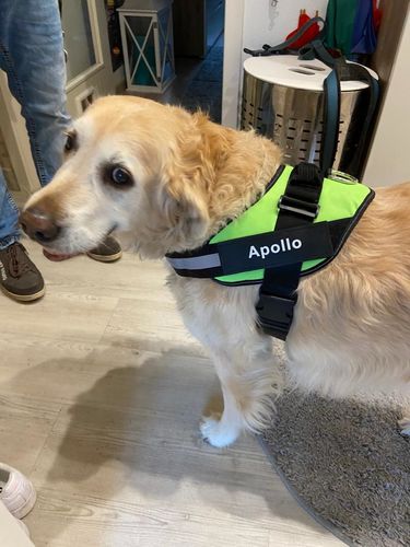 Customer photo review of Pfotenlove® - Personalisiertes Hundegeschirr