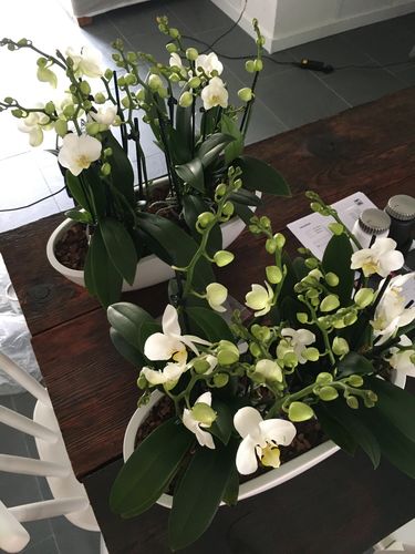 Customer photo review of Orchideen 4er Paket + Übertopf