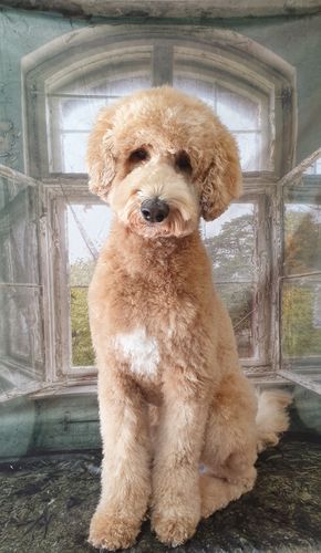 Customer photo review of Kate Spring Retro Car Backdrop for Photography
