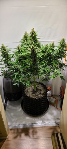 Customer photo review of Optic 1 XL Dimmable COB LED Grow Light 100w 3500k COB