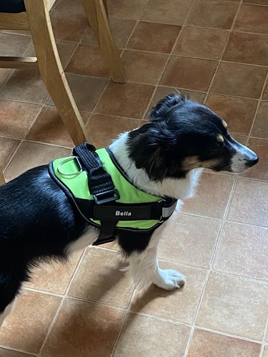 Customer photo review of Pfotenlove® - Personalisiertes Hundegeschirr