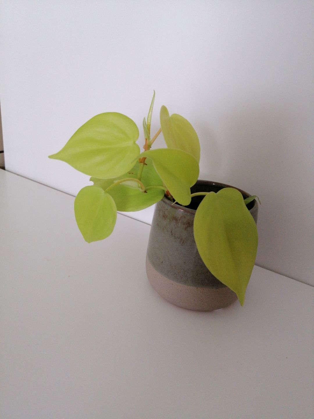 Customer photo review of PHILODENDRON HEDERACEUM LEMON LIME