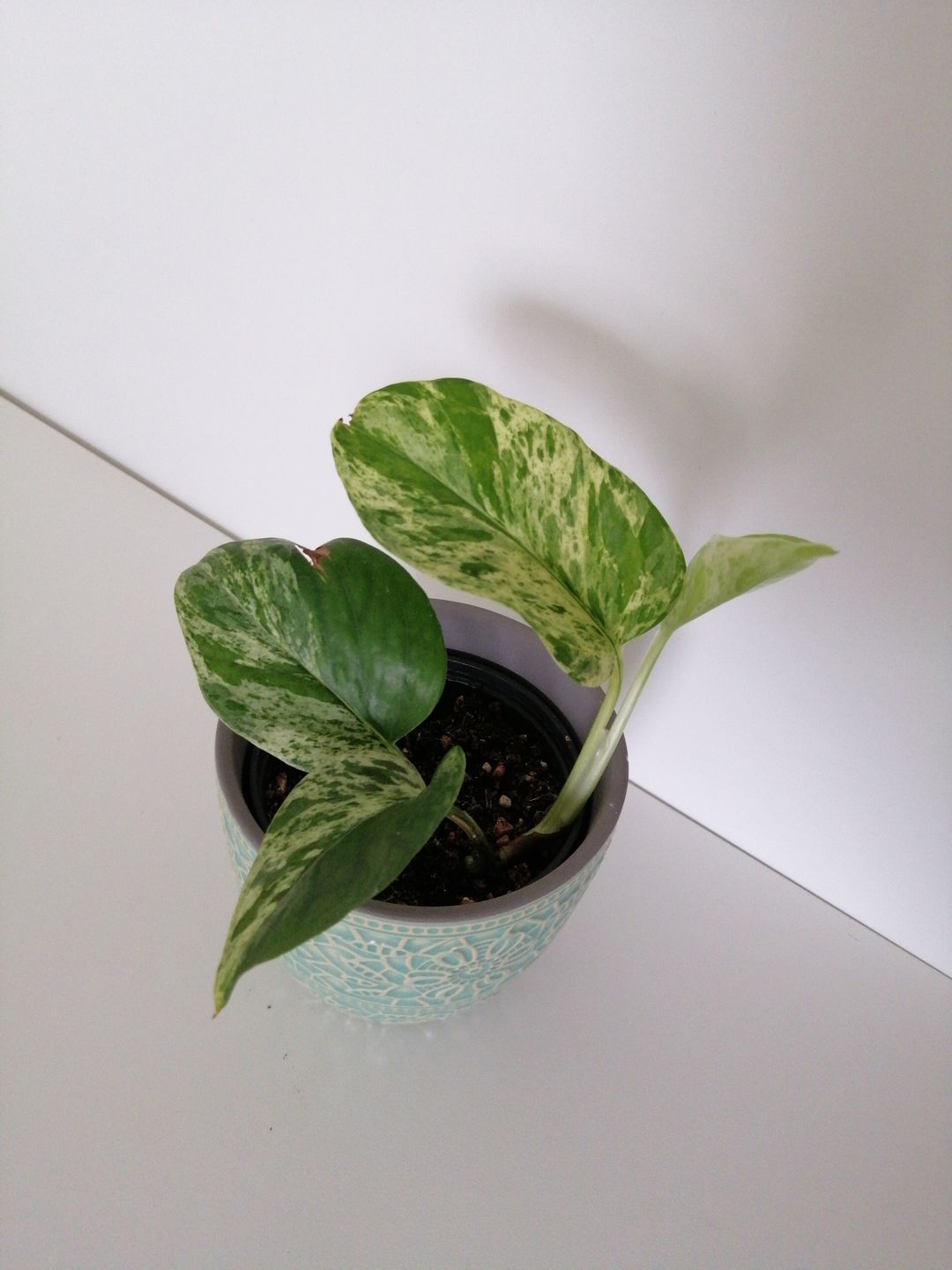 Customer photo review of EPIPREMNUM MARBLE QUEEN