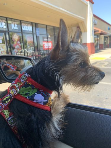 Customer photo review of Boy dog harness/ custom dog harness vest/ black small dog harness