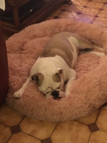 Customer photo review of Lit Apaisant Comfy® |  Pour Chien et Chat
