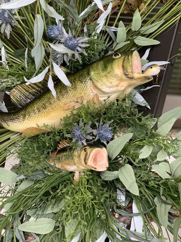 Customer photo review of 8.25"L Largemouth Bass Natural MK2085