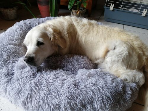 Customer photo review of Lit Apaisant Comfy® |  Pour Chien et Chat