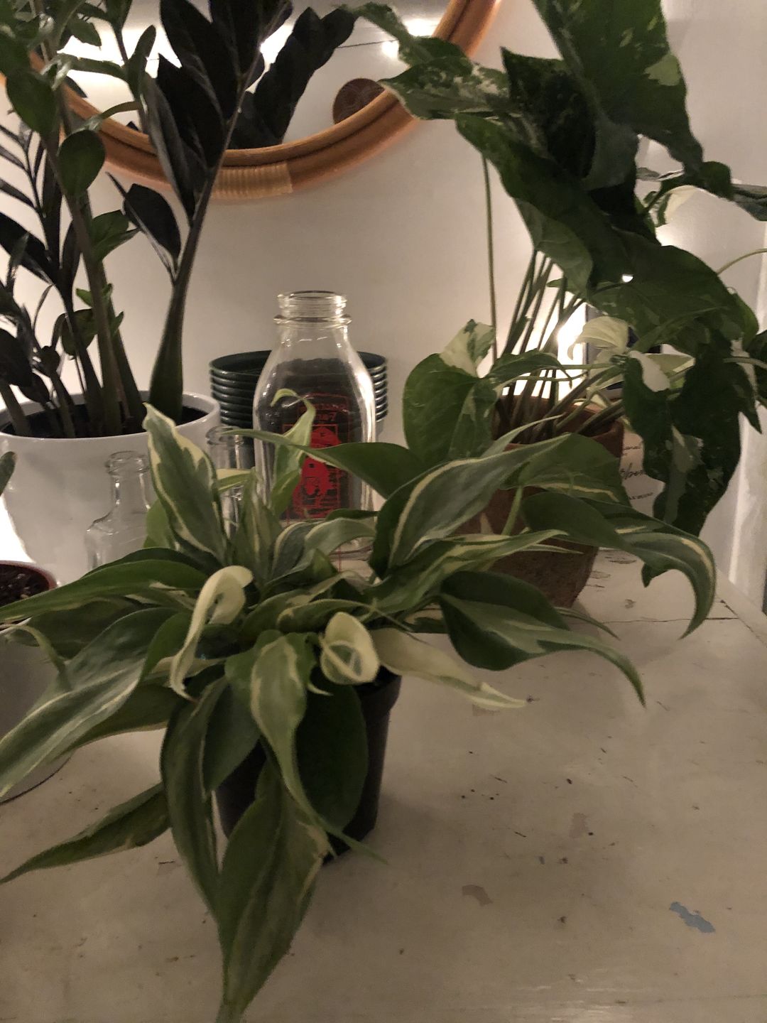 Customer photo review of 4" Philodendron sp. Rio