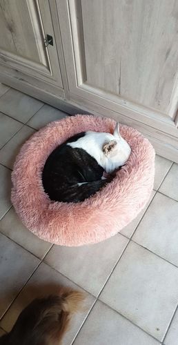 Customer photo review of Lit Apaisant Comfy® |  Pour Chien et Chat