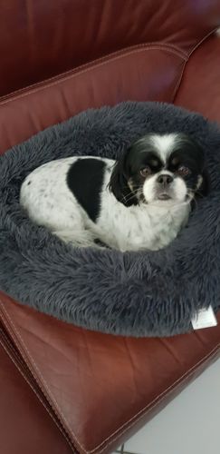 Customer photo review of Lit Apaisant Comfy® |  Pour Chien et Chat