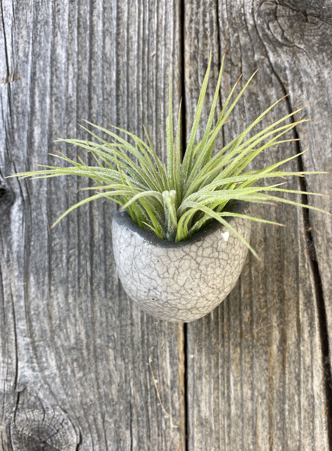 Customer photo review of Wholesale Ionantha Guatemala Medium  (Minimum Order 10)
