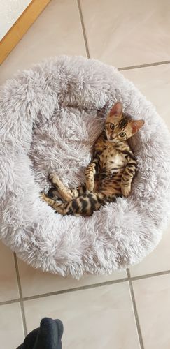 Customer photo review of Lit Apaisant Comfy® |  Pour Chien et Chat