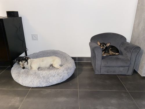 Customer photo review of Lit Apaisant Comfy® |  Pour Chien et Chat