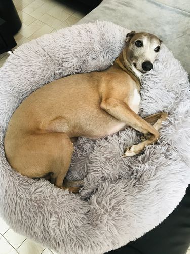 Customer photo review of Lit Apaisant Comfy® |  Pour Chien et Chat