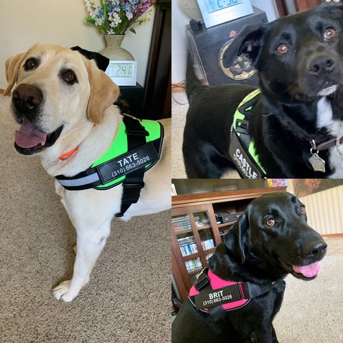 Customer photo review of Lifetime Warranty Personalized NO PULL Dog Harness (FREE Shipping)