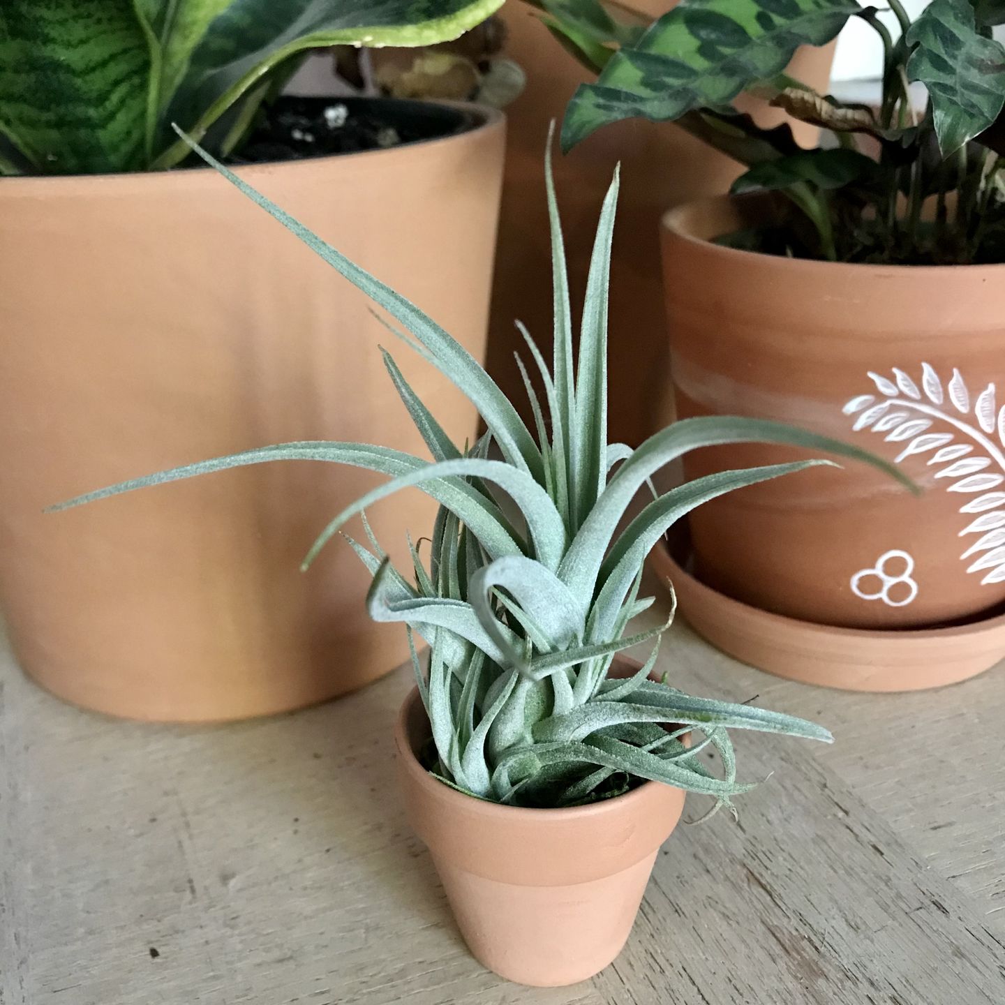 Customer photo review of Subsecundifolia  (Formerly Recurvifolia Var. Subsecundifolia)