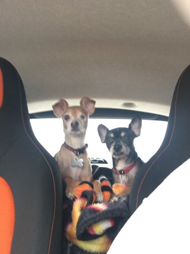 Customer photo review of Premium Quality Nylon Dog Leash (5 feet / 150 cm)