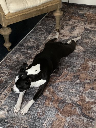 Customer photo review of The Rug Collective­™ Distressed Vintage Cezanne Rabbit Gray Inca Gold Area Rug