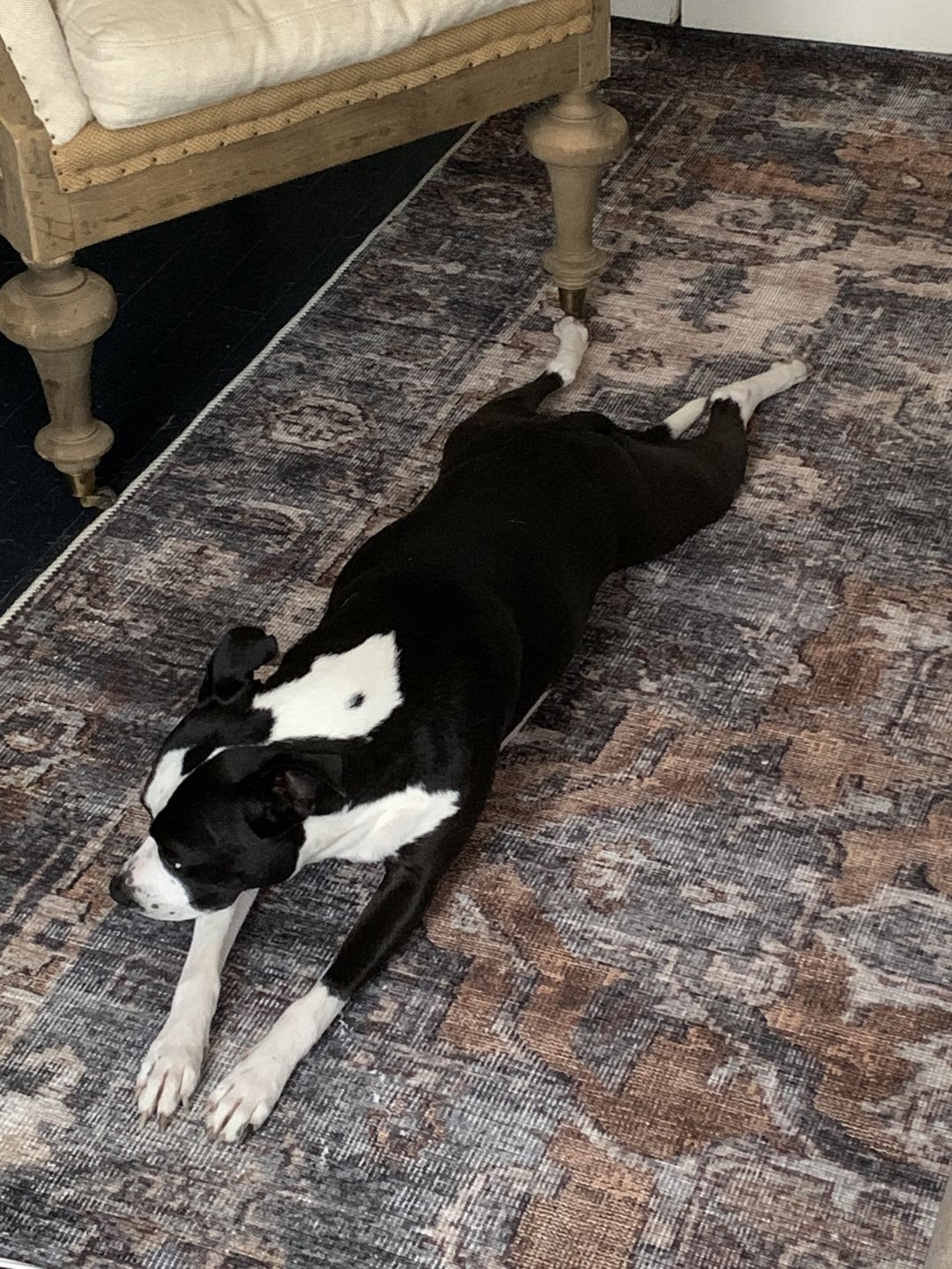 Customer photo review of The Rug Collective­™ Distressed Vintage Cezanne Rabbit Gray Inca Gold Area Rug