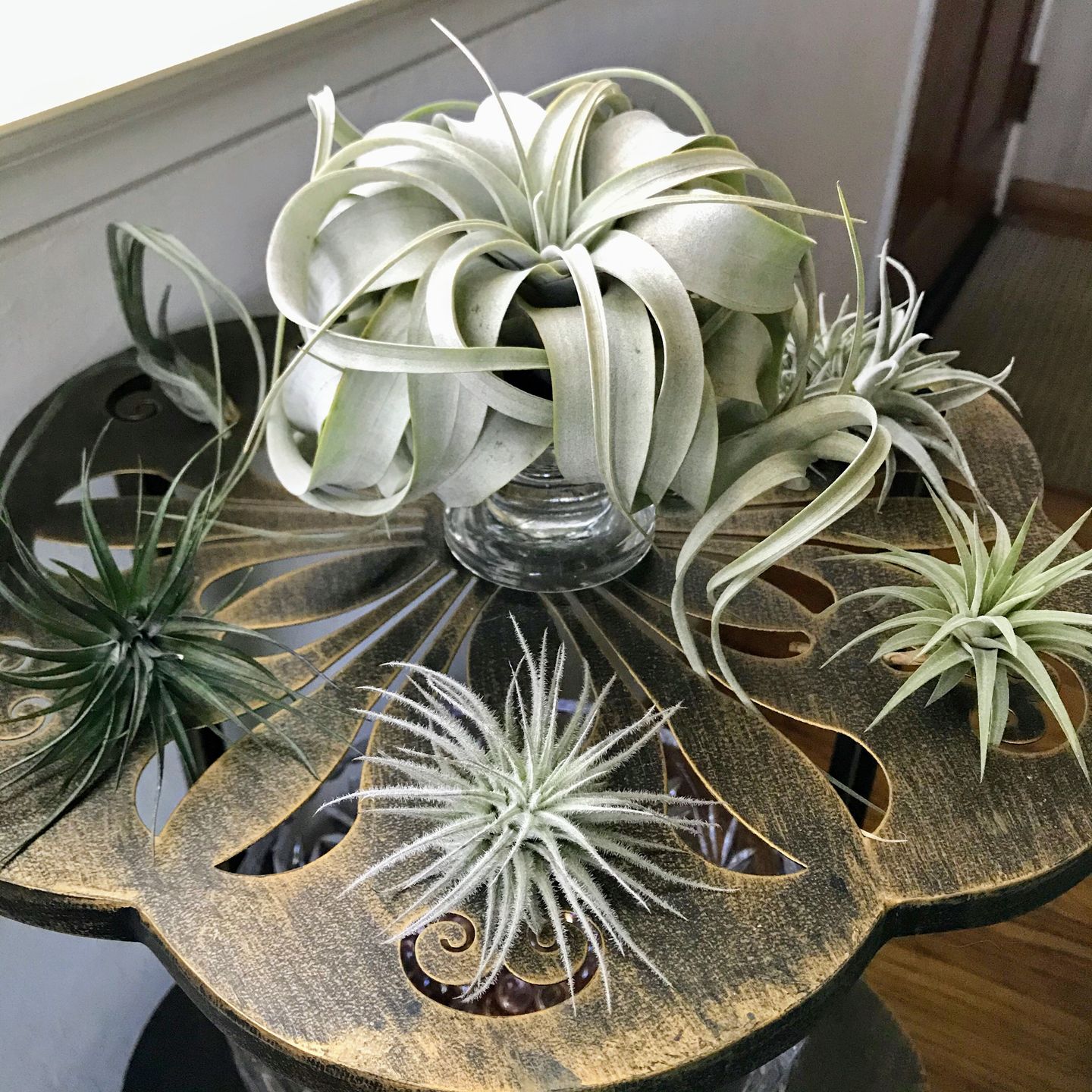 Customer photo review of Tectorum Ecuador  (AKA Snowball)