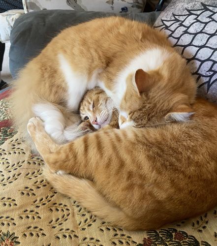 Customer photo review of Paw Print Charm on Carrier